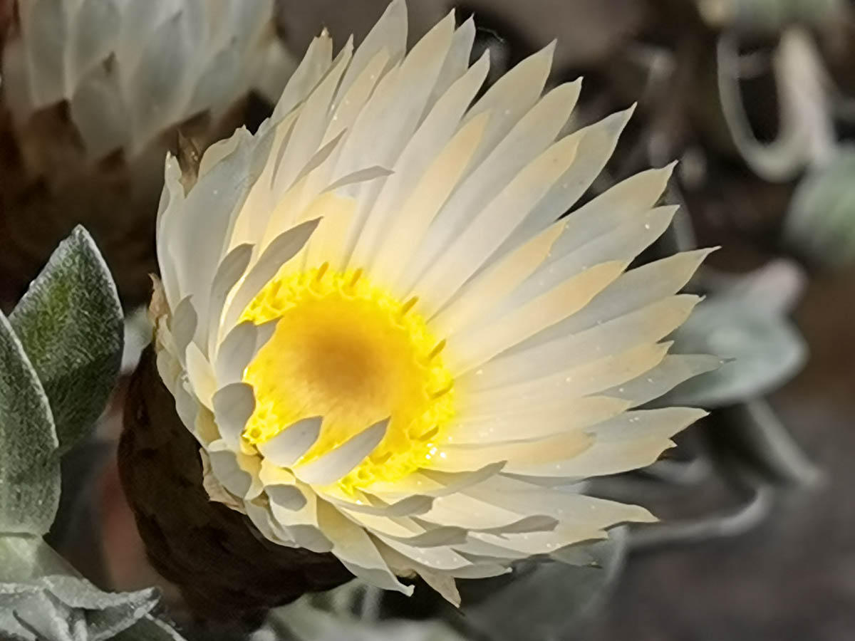 Helichrysum retortum photo